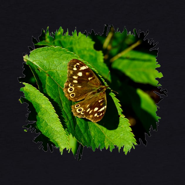 Speckled Wood Butterfly by Nicole Gath Photography